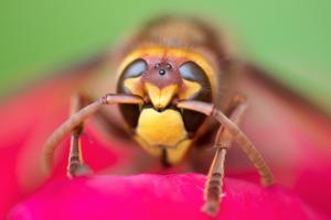 Super closeup view of a yellow bee on red with a green background.