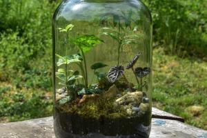 Jar terrarium