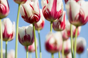 Red and white tulips shot from down low against the sky.