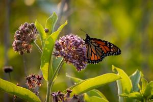 Monarch butterfly on flower.
