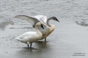 A pair of tundra swans in water.