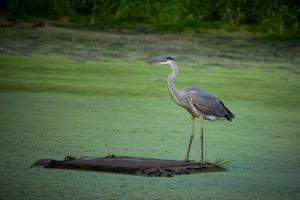 A great blue heron stands on a dry spot in an algae covered pond.