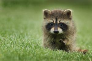 Baby raccoon on grass.