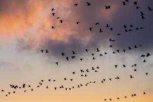 Flock of birds over pink and grey clouds.
