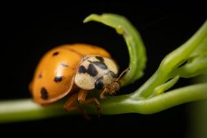 Macro of ladybug on green branch.