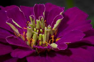 Macro photo of a purple flower.