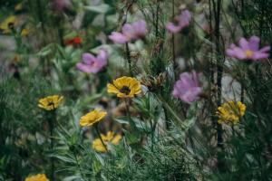 Yellow and purple wildflowers.