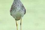Competition entry: Lesser Yellowlegs
