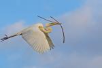 Competition entry: Great White Egret Carrying Stick For Its Nest