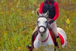 Competition entry: A ride with Dale