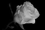 Competition entry: Rose 2