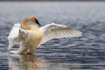 Trumpeter Swan