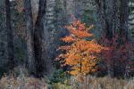 Competition entry: Autumn Splendor