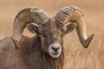 Competition entry: Bighorn Sheep