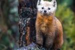 Pine Marten at Sax Zim bog, Meadowlands, MN