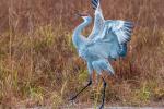 Sandhill Crane dancing at Crex Meadows, Grantsberg, WI