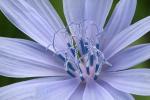 Competition entry: Chickory