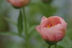 Competition entry: Pretty in Pink