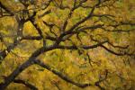 Competition entry: Fall Color