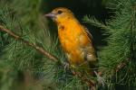 Oriole in tree