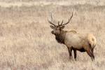 Competition entry: Rutting Elk