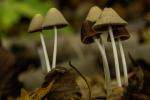 Brpwn and tan mushrooms growing in the leaves.