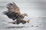 Competition entry: Eagle hunting fish 