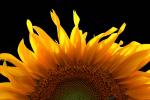 Competition entry: Sunflower Pop